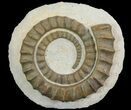 Devonian Ammonite (Anetoceras) - Morocco #68777-1